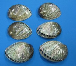 5 to 5-1/2 inches Polished Green Abalone Shell - <font color=red>$22.99 each</font> Plus $7.50 Postage
