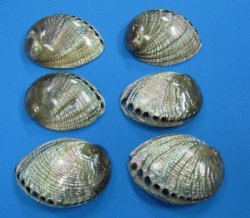 5 to 5-1/2 inches Polished Green Abalone Shell for $21.99