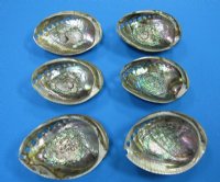 5 to 5-1/2 inches Polished Green Abalone Shell for $21.99