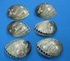 5 to 5-1/2 inches <font color=red>Wholesale </font>Polished Green Abalone Shells for Sale - Pack of  10 @ $12.60 each