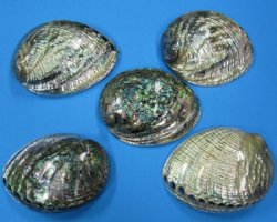 5-1/2 to 6-1/4 inches Polished Green Abalone Shells - $23.60 each