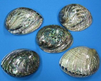 5-1/2 by 6-1/4 inches Polished Green Abalone Shells  <font color=red>Wholesale</font> - 6 @ $16.50 each; 10 @ $14.75 each