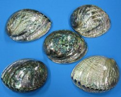 5-1/2 by 6-1/4 inches Polished Green Abalone Shells  <font color=red>Wholesale</font> - 6 @ $16.50 each; 10 @ $14.75 each