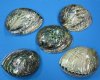 5-1/2 by 6-1/4 inches <font color=red>Wholesale</font> Polished Green Abalone Shells in Bulk - Box of 6 @ $16.50 each; Case of 10 @ $14.75 each