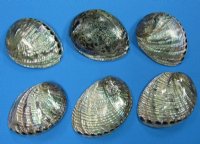 5-1/2 by 6-1/4 inches Polished Green Abalone Shells  <font color=red>Wholesale</font> - 6 @ $16.50 each; 10 @ $14.75 each