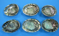 5-1/2 to 6-1/4 inches Polished Green Abalone Shells - $23.60 each