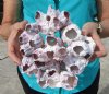 8 by 7-1/4 inches Unique Purple Barnacle Cluster for Sale - Buy this one for $16.99