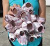 7-1/2 by 7-1/2 inches Pacific Purple Barnacle Cluster for Sale - Buy this one for $16.99