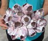 9 by 7 inches Natural Purple Barnacle Cluster for Sale for Home Decor - Buy this one for $16.99