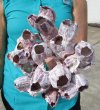 8-1/4 by 7-1/4 inches Indo-Pacific Purple Barnacle Cluster for Sale - Buy this one for $16.99