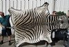 104 by 70 inches Beautiful Real Burchelli Zebra Skin Rug, Zebra Hide with Black Felt Backing <font color=red> Grade A Quality</font> - Buy this one for $1,200.00 (SHIPS UPS ADULT SIGNATURE REQUIRED)