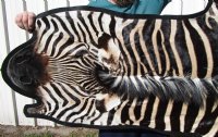 107 by 69 inches Authentic Gorgeous Buchelli Zebra Hide, Skin Rug for Sale with Black Felt Lining, <FONT COLOR=RED> Grade A</font> - You are buying this one for $1,200.00 (SHIPPED UPS ADULT SIGNATURE REQUIRED)