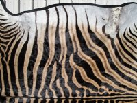 107 by 69 inches Authentic Gorgeous Buchelli Zebra Hide, Skin Rug for Sale with Black Felt Lining, <FONT COLOR=RED> Grade A</font> - You are buying this one for $1,200.00 (SHIPPED UPS ADULT SIGNATURE REQUIRED)