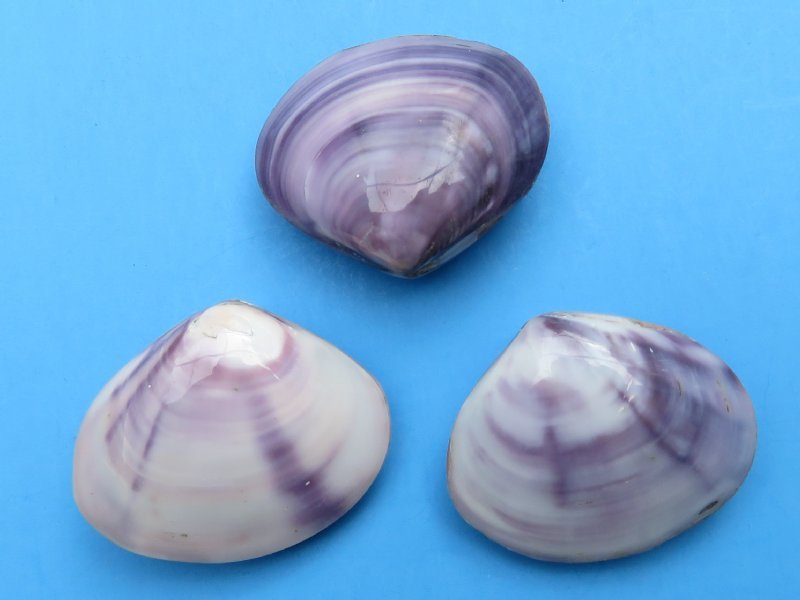 Bag of 50 Pairs of Polished Purple Clam Shells for Sale 11/2 to 2 inches