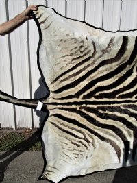 97 by 59 inches Real African Zebra Skin Rug with Black Felt Backing, Grade B.(Delivery Signature Required)