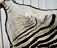 97 by 59 inches Real African Zebra Skin Rug with Black Felt Backing, Grade B.(Delivery Signature Required)