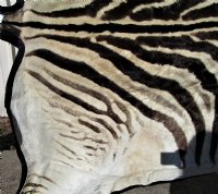 97 by 59 inches Real African Zebra Skin Rug with Black Felt Backing, Grade B.(Delivery Signature Required)