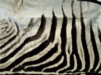 97 by 59 inches Real African Zebra Skin Rug with Black Felt Backing, Grade B.(Delivery Signature Required)