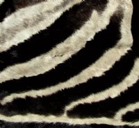 97 by 59 inches Real African Zebra Skin Rug with Black Felt Backing, Grade B.(Delivery Signature Required)