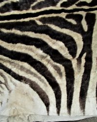 97 by 59 inches Real African Zebra Skin Rug with Black Felt Backing, Grade B.(Delivery Signature Required)