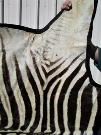 97 by 59 inches Real African Zebra Skin Rug with Black Felt Backing, Grade B.(Delivery Signature Required)