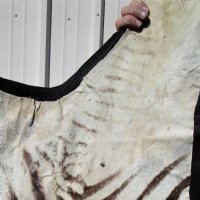 97 by 59 inches Real African Zebra Skin Rug with Black Felt Backing, Grade B.(Delivery Signature Required)