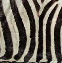 97 by 59 inches Real African Zebra Skin Rug with Black Felt Backing, Grade B.(Delivery Signature Required)