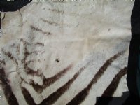 97 by 59 inches Real African Zebra Skin Rug with Black Felt Backing, Grade B.(Delivery Signature Required)