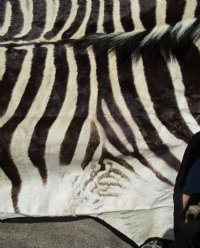 97 by 59 inches Real African Zebra Skin Rug with Black Felt Backing, Grade B.(Delivery Signature Required)