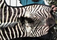 97 by 59 inches Real African Zebra Skin Rug with Black Felt Backing, Grade B.(Delivery Signature Required)
