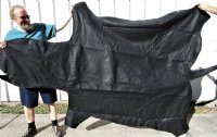 97 by 59 inches Real African Zebra Skin Rug with Black Felt Backing, Grade B.(Delivery Signature Required)