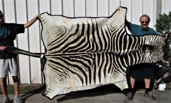 97 by 59 inches Real African Zebra Skin Rug with Black Felt Backing, Grade B.(Delivery Signature Required)