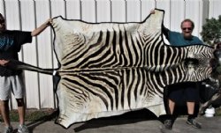 97 by 59 inches Real African Zebra Skin Rug with Black Felt Backing, Grade B.(Delivery Signature Required)
