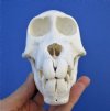 5-3/4 inches Sub-Adult Chacma Baboon Skull for Sale (CITES #300162) <font color=red> Nice Quality</font>- Buy this one for $179.99