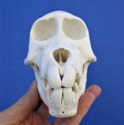 5-3/4 inches Sub-Adult Chacma Baboon Skull for Sale (CITES #300162) <font color=red> Nice Quality</font>- Buy this one for $149.99