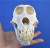 6-7/8 by 3-3/4 inches Authentic Female Chacma Baboon Skull for Sale (hole in side of skull) - Buy this one for $194.99 (CITES 300162)