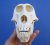 7-1/4 by 4-1/8 inches Female African Chacma Baboon Skull for Sale <font color=red> Good Quality</font>- You are buying this one for $210.00 (CITES 300162)