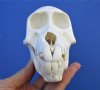 5-1/2 by 3 inches Sub-Adult Chacma Baboon Skull for Sale <font color=red> Good Quality</font> (CITES 300162) - Buy this one for $179.99