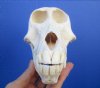 6-1/2 by 3-1/2 inches Female African Chacma Baboon Skull for Sale <font color=red> Good Quality</font> - Buy this one for $210.00 (CITES #300162)