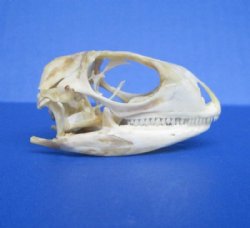 1-7/8 inches Real Iguana Skull for Sale, Beetle Cleaned, Not Whitened for $39.99