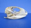 1-7/8 inches Real Iguana Skull for Sale, Beetle Cleaned, Not Whitened - Buy this one for <font color=red> $39.99</font> (Plus $7.50 First Class Mail)