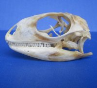 1-7/8 inches Real Iguana Skull for Sale, Beetle Cleaned, Not Whitened for $39.99