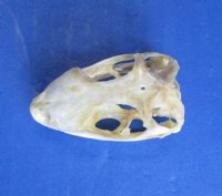 1-7/8 inches Real Iguana Skull for Sale, Beetle Cleaned, Not Whitened for $39.99