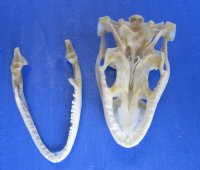 1-7/8 inches Real Iguana Skull for Sale, Beetle Cleaned, Not Whitened for $39.99