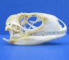 2-1/8 inches Authentic Green Iguana Skull for Sale, Beetle Cleaned, Not Whitened - Buy this one for <font color=red> $39.99</font> Plus $7.50 First Class Mail