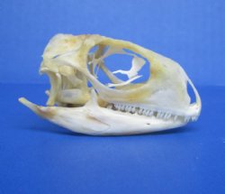 2-1/8 inches Real Green Iguana Skull for Sale, Beetle Cleaned, Not Whitened for $39.99