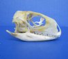 2-1/8 inches Real Green Iguana Skull for Sale, Beetle Cleaned, Not Whitened  - Buy this one for <font color=red> $39.99</font> (Plus $7.50 First Class Mail)