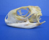 2-1/8 inches Real Green Iguana Skull for Sale, Beetle Cleaned, Not Whitened  - Buy this one for <font color=red> $39.99</font> (Plus $7.50 First Class Mail)