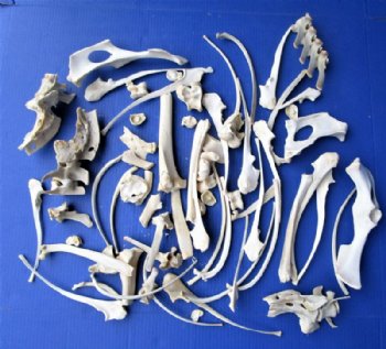 4 pound of Assorted Wild Boar Bones for Sale - Buy the bones pictured for $39.99
