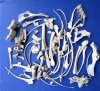 4 pound of Assorted Wild Boar Bones and Whitetail Deer Bones for Sale - Buy the bones pictured for $39.99
